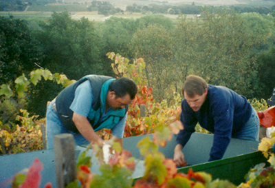 Grady Wann harvesting grapes