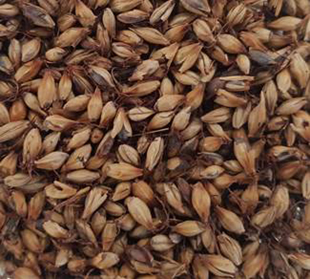 dark malt