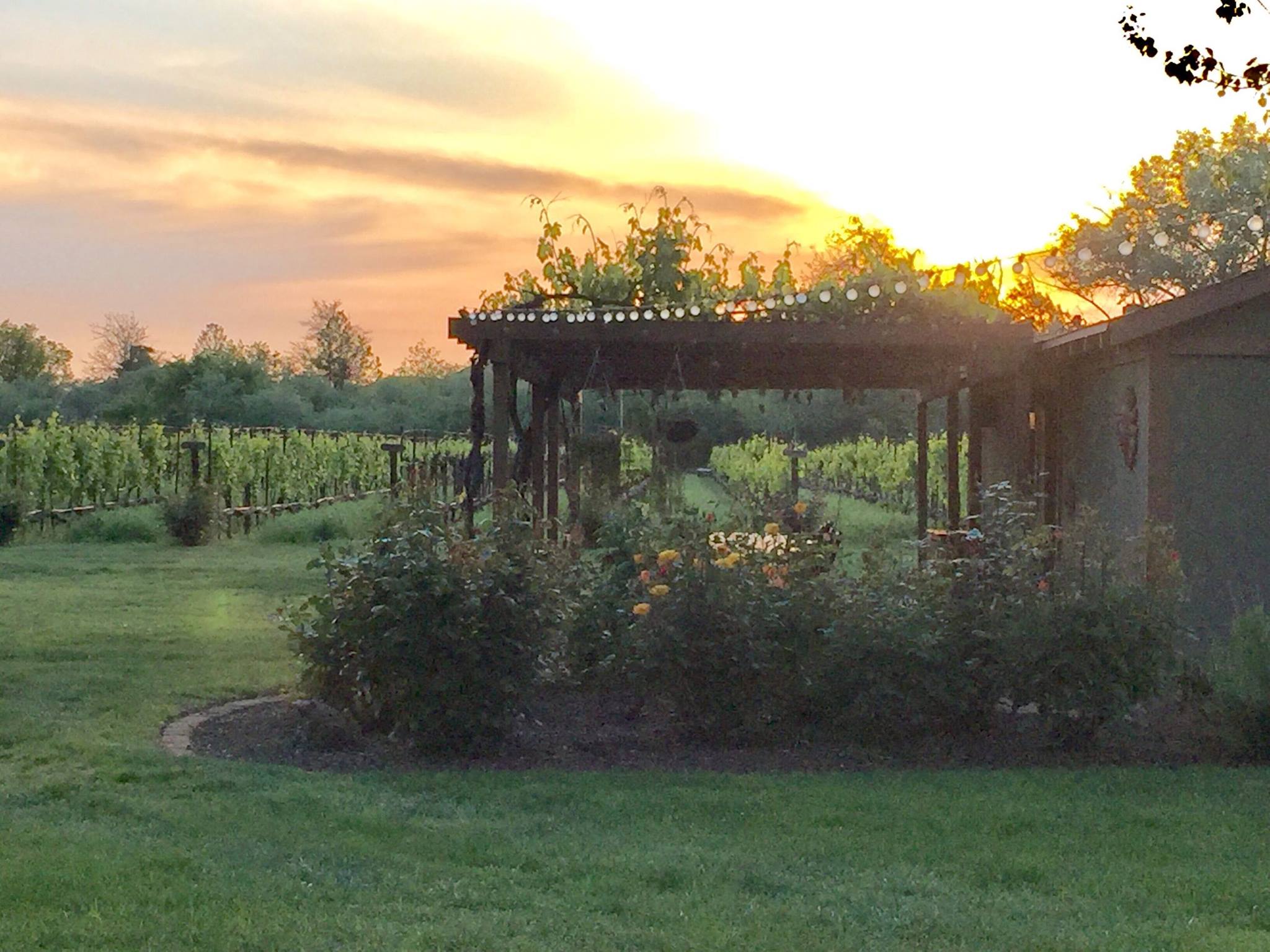 3 Oaks Vineyard