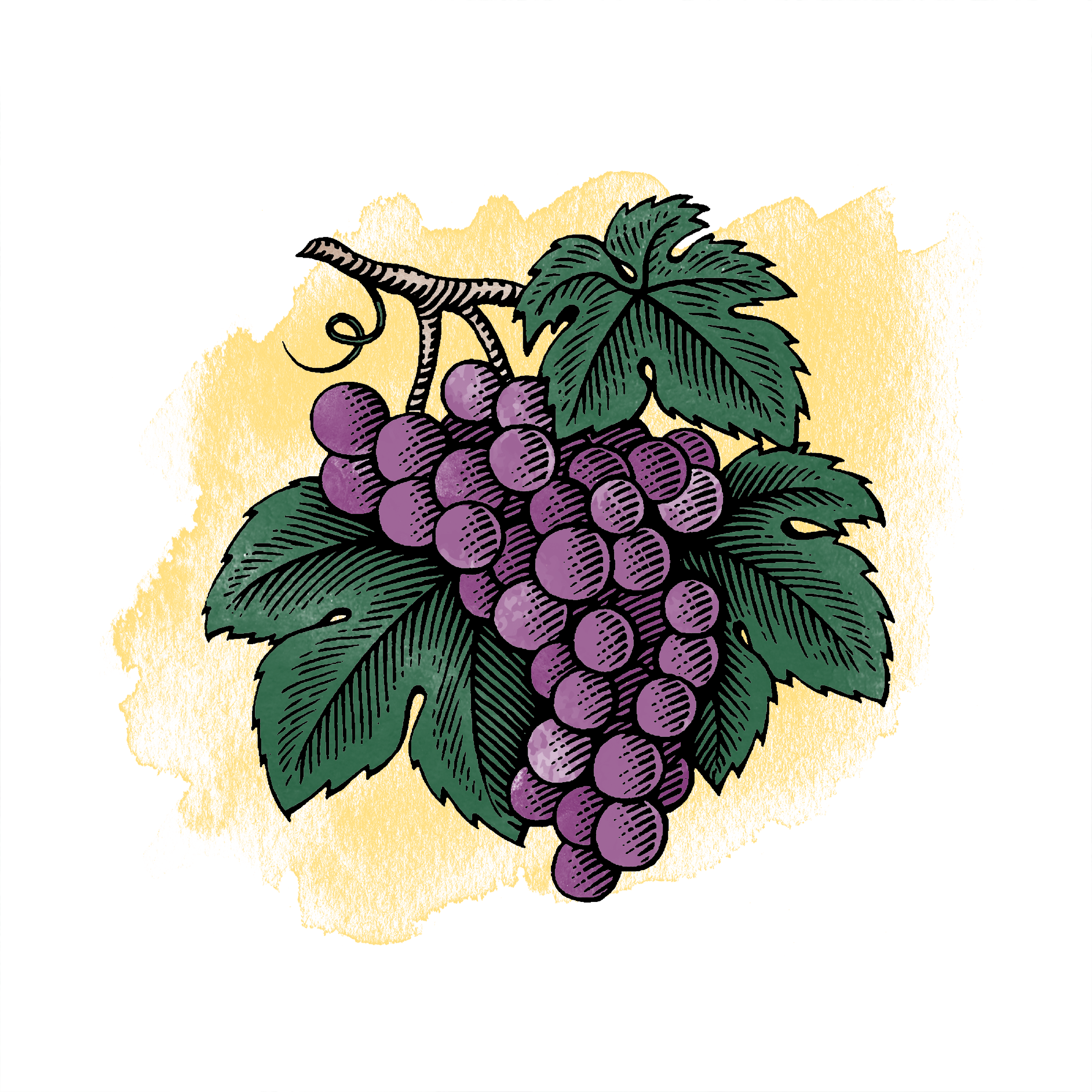 woodcut illustration of bunch of grapes
