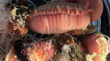 Samples collected in Bodega Bay during UC Davis Pre-College Program