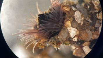 Microscopic view of organisms collected from Bodega Bay during UC Davis Pre-College Program