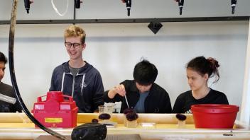 Rehydrating a sea urchin in the lab during the UC Davis Pre-College program