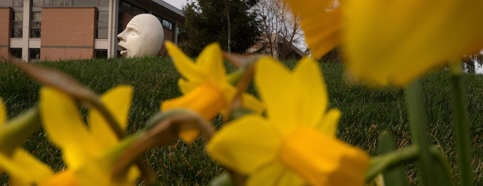 Daffodils bloom next to an egghead statue on UC Davis' campus