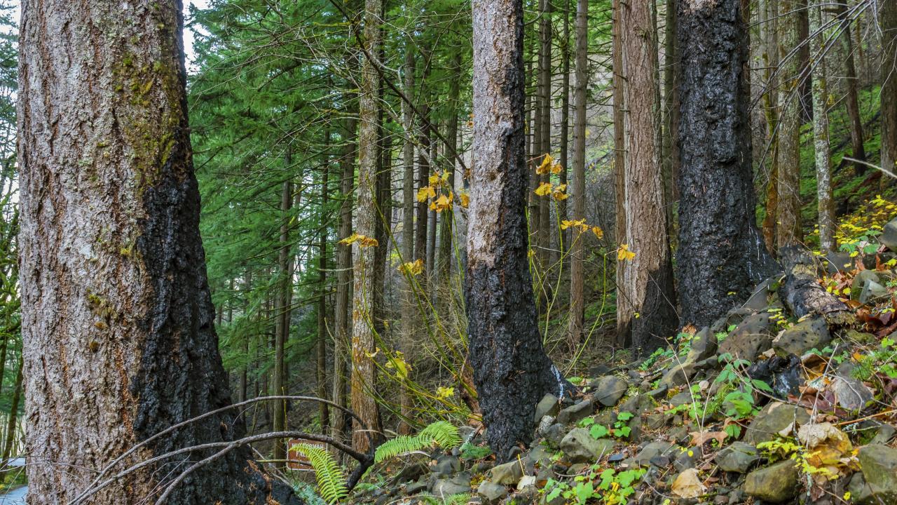 Recovered Forest