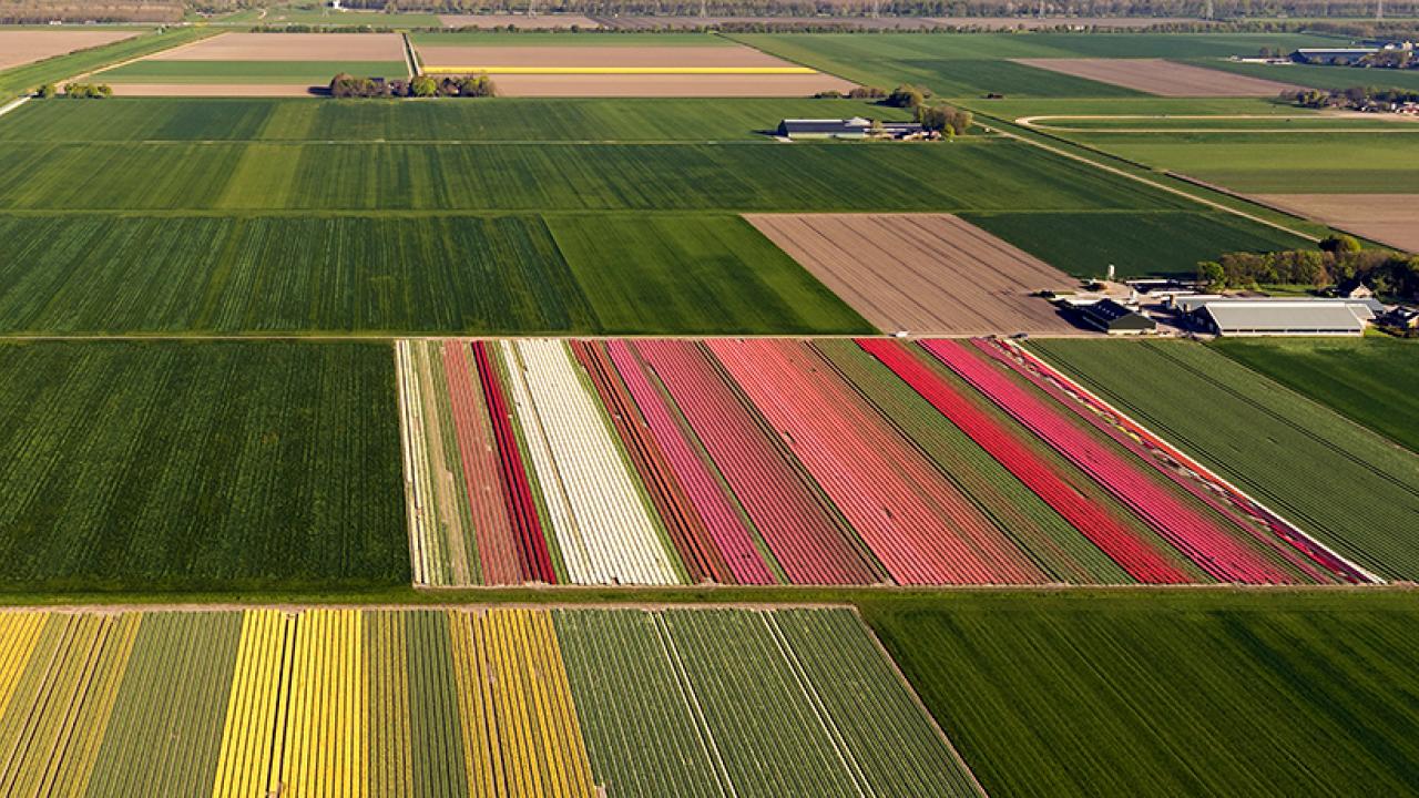 aerial view of field of crops