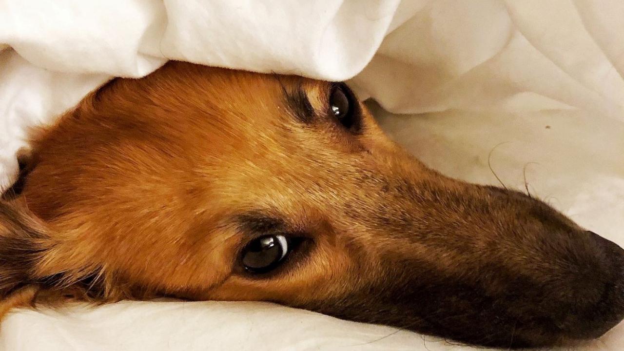 sleeping dog in a bed