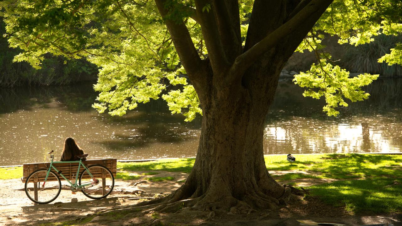 student sitting under tree along Putah Creek in Arboretum