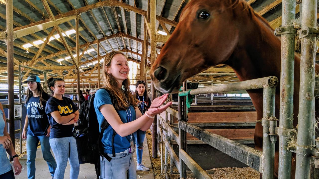 Pre-college students looking at a horse