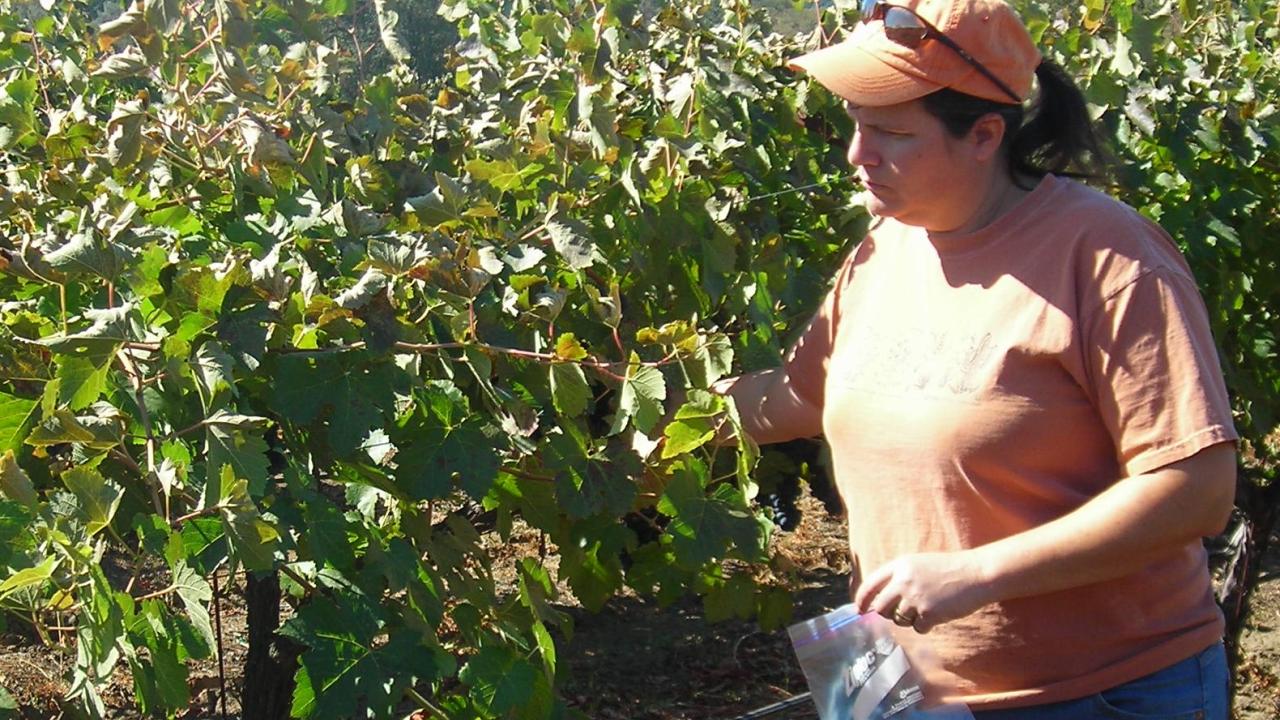 Winemaking certificate program instructor Patricia Howe sampling grapes