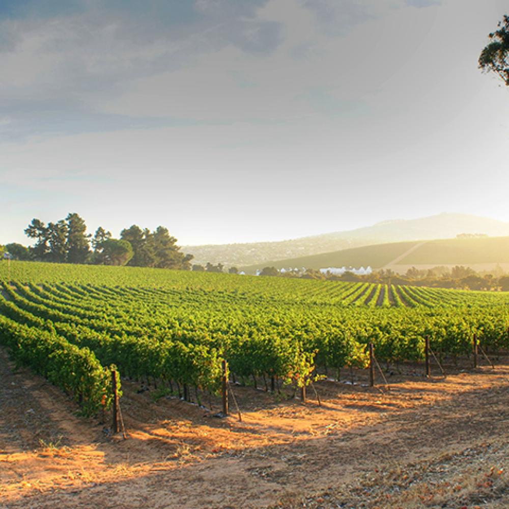 panoramic view of vineyards