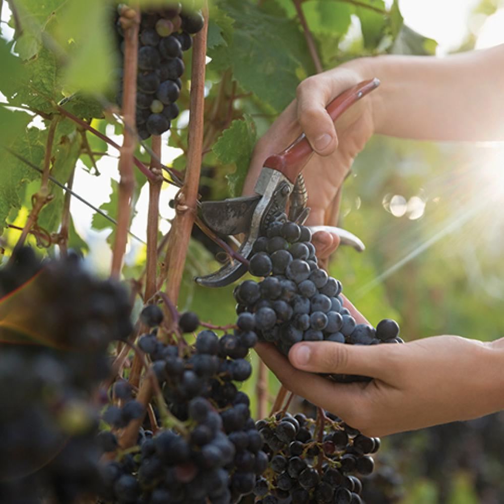 person's hands harvesting grapes in a vineyard