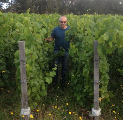 Winemaking grad Will Berliner in Chardonnay vines