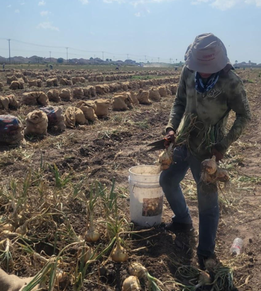 A farmworker in a field in Texas. 