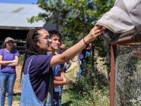 A UC Davis Pre-College student interacts with a horse during a lab at the Animal Science Horse Barn