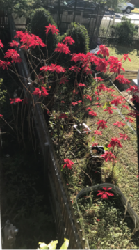 wild Poinsettias