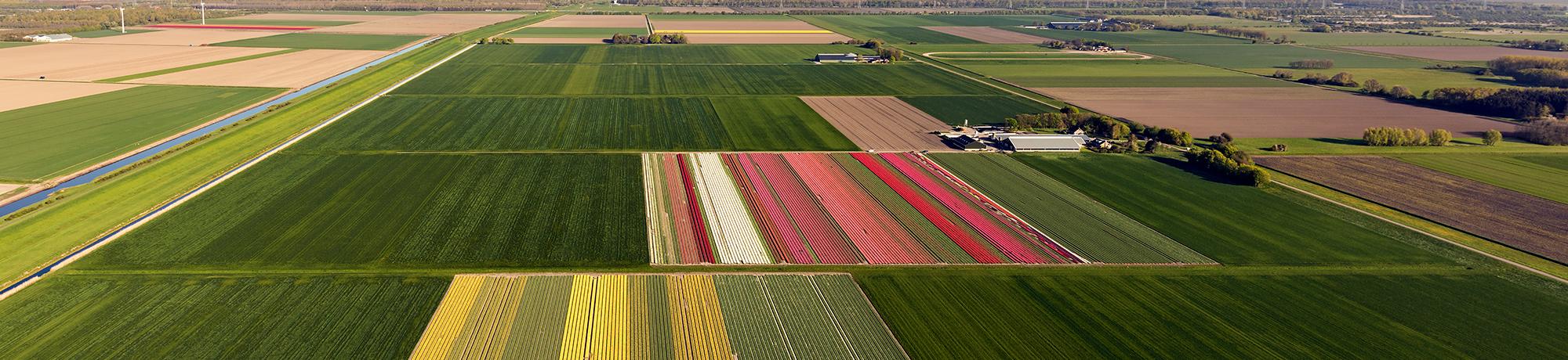aerial view of field of crops